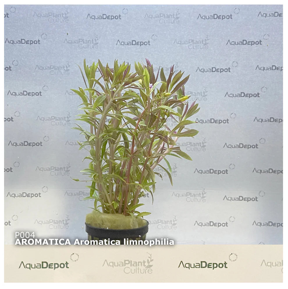 Aromatica limnophilia