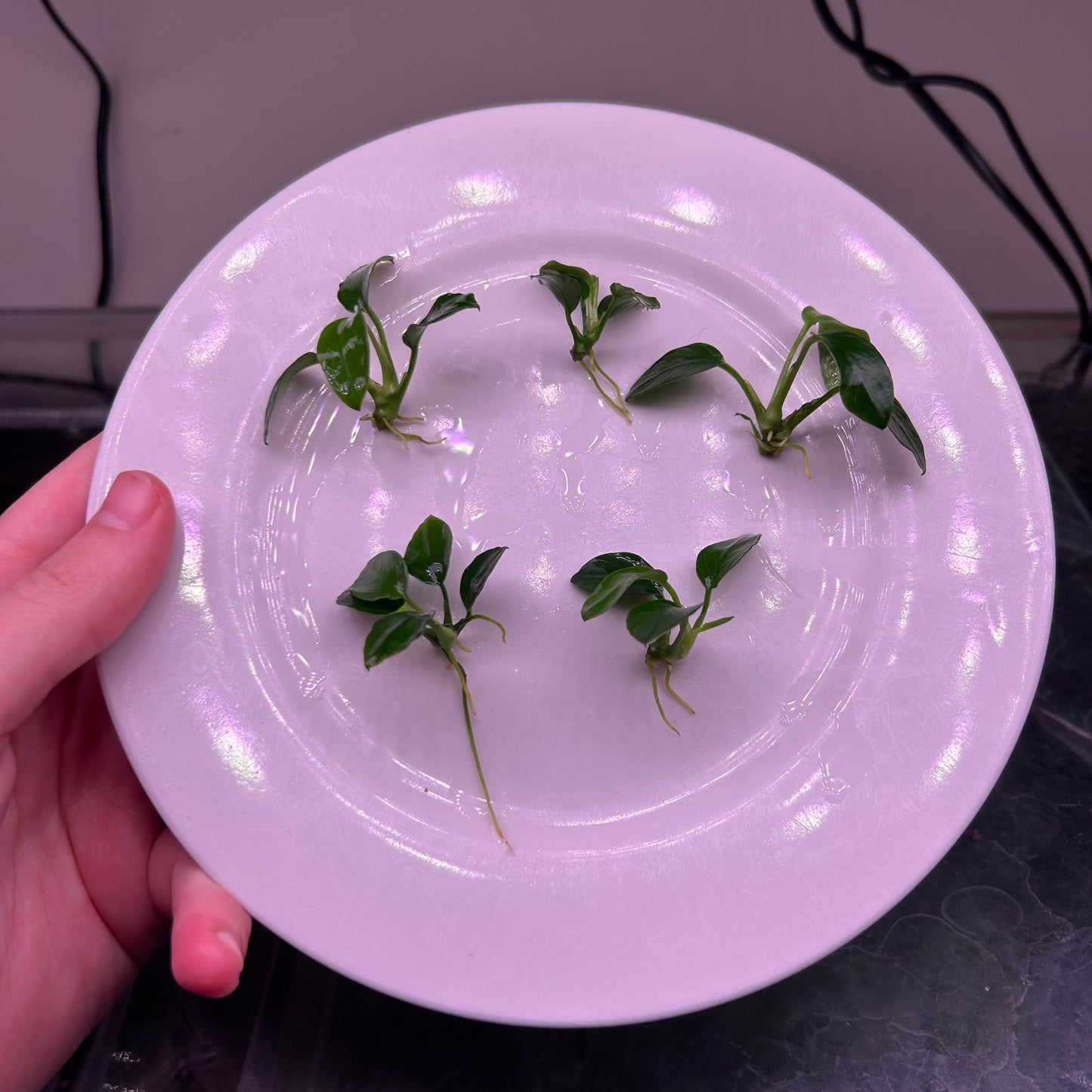 Anubias Barteri ‘Nana Petite’ - Aquarium Fish Tank Aquatic Plant