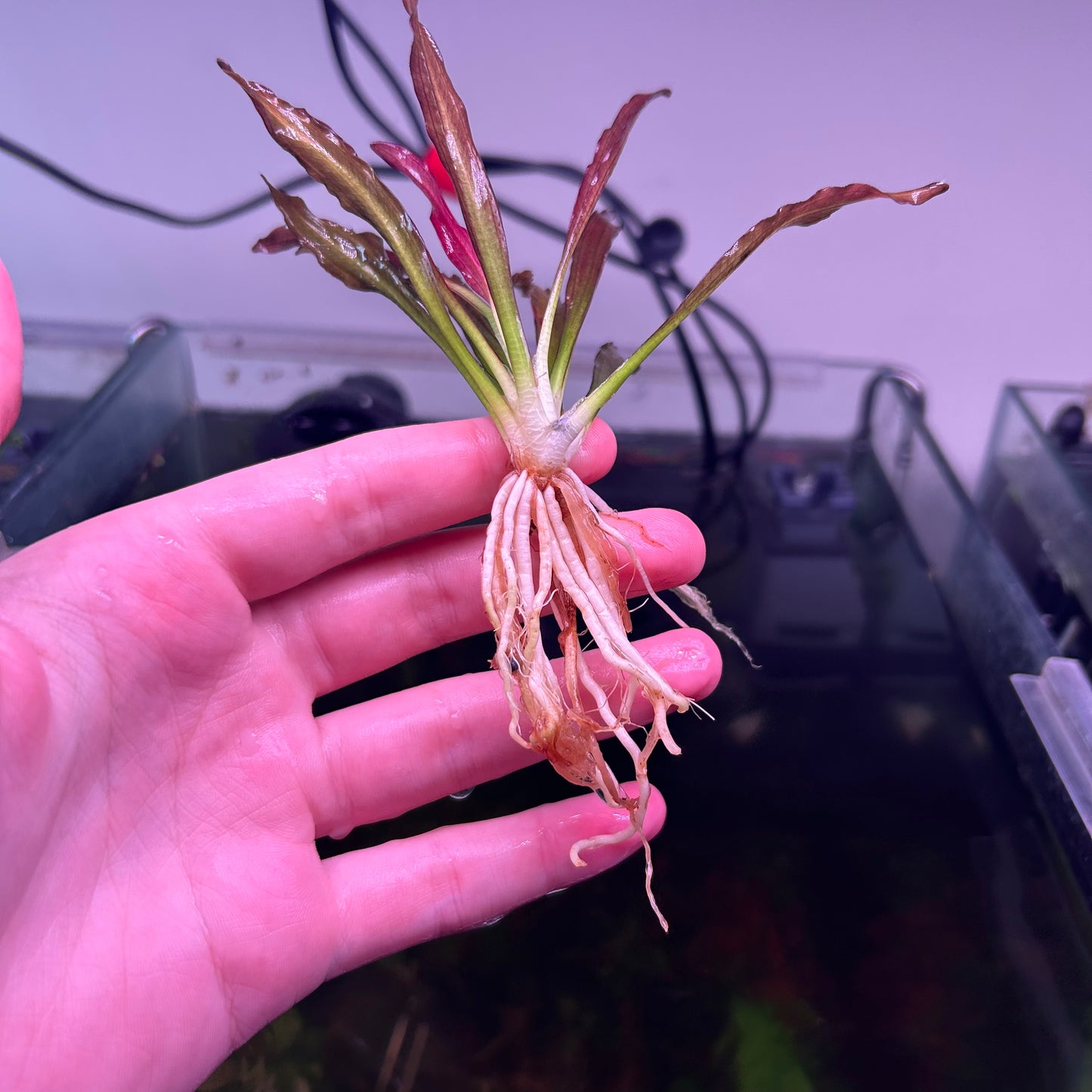 Echinodorus Soekarno - Extremely Rare