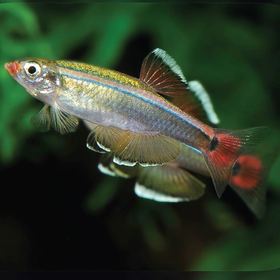 White Cloud Mountain Minnow 2cm