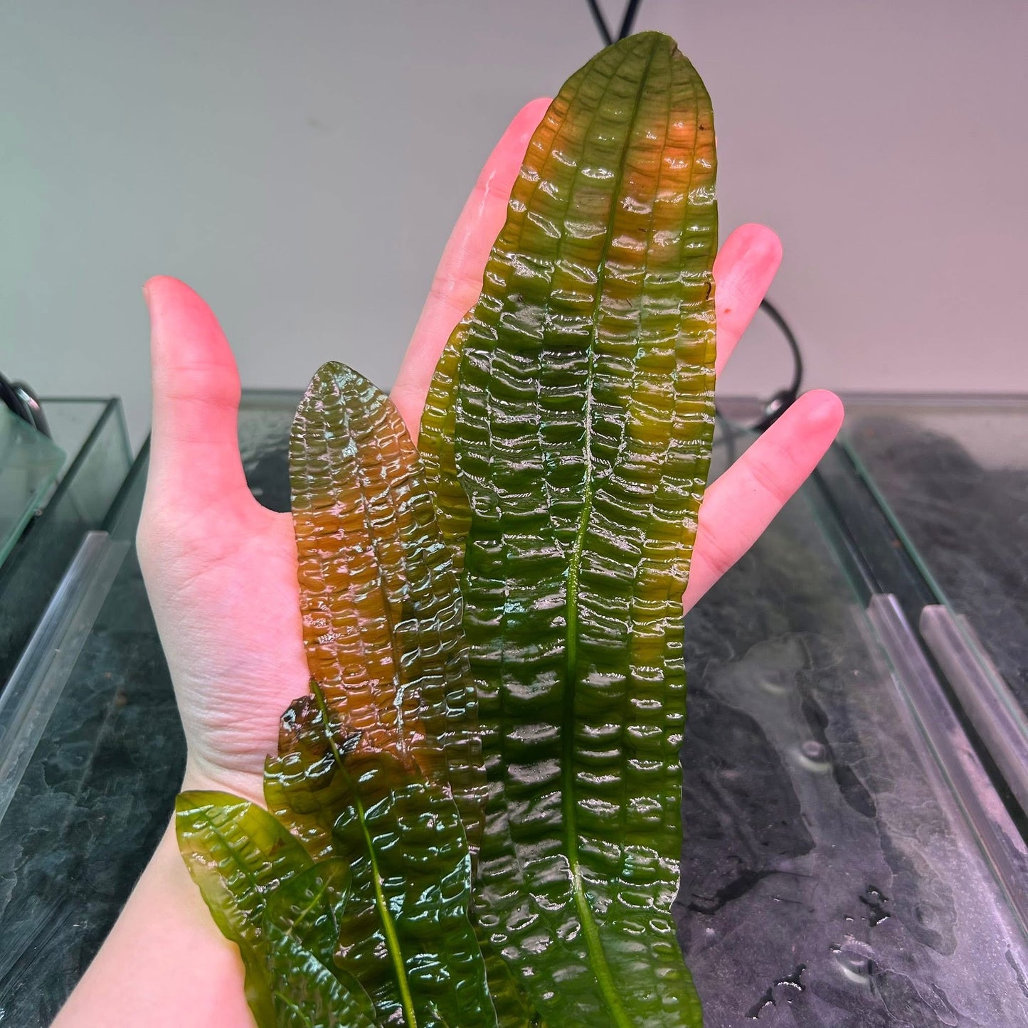 Aponogeton boivinianus - Rare Bulb