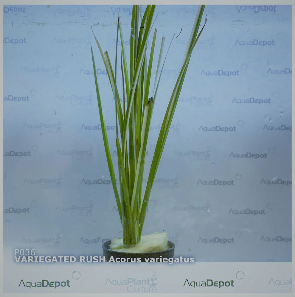 Acorus variegatus variegated rush - Terrarium Plant