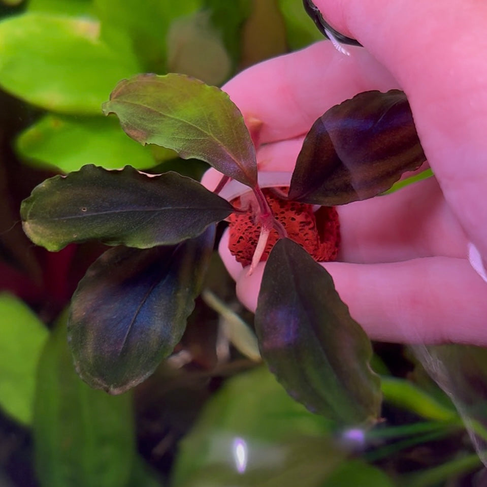 Assorted Bucephalandra ★