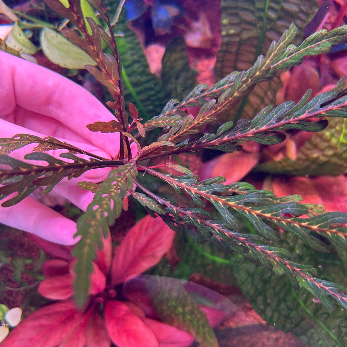 Hygrophila Pinnatifida - Aquarium Fish Tank Aquatic Plant (Assorted Sizes)