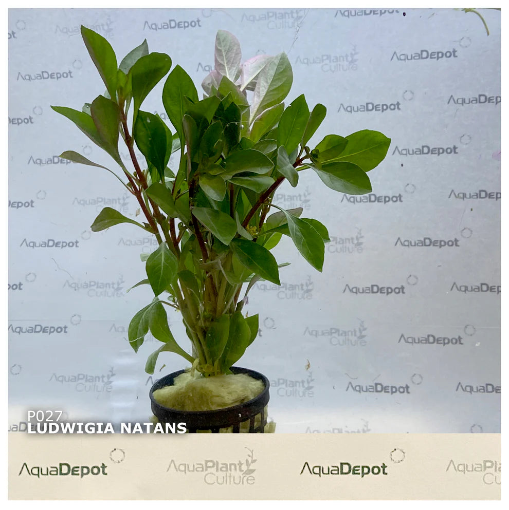 Ludwigia natans