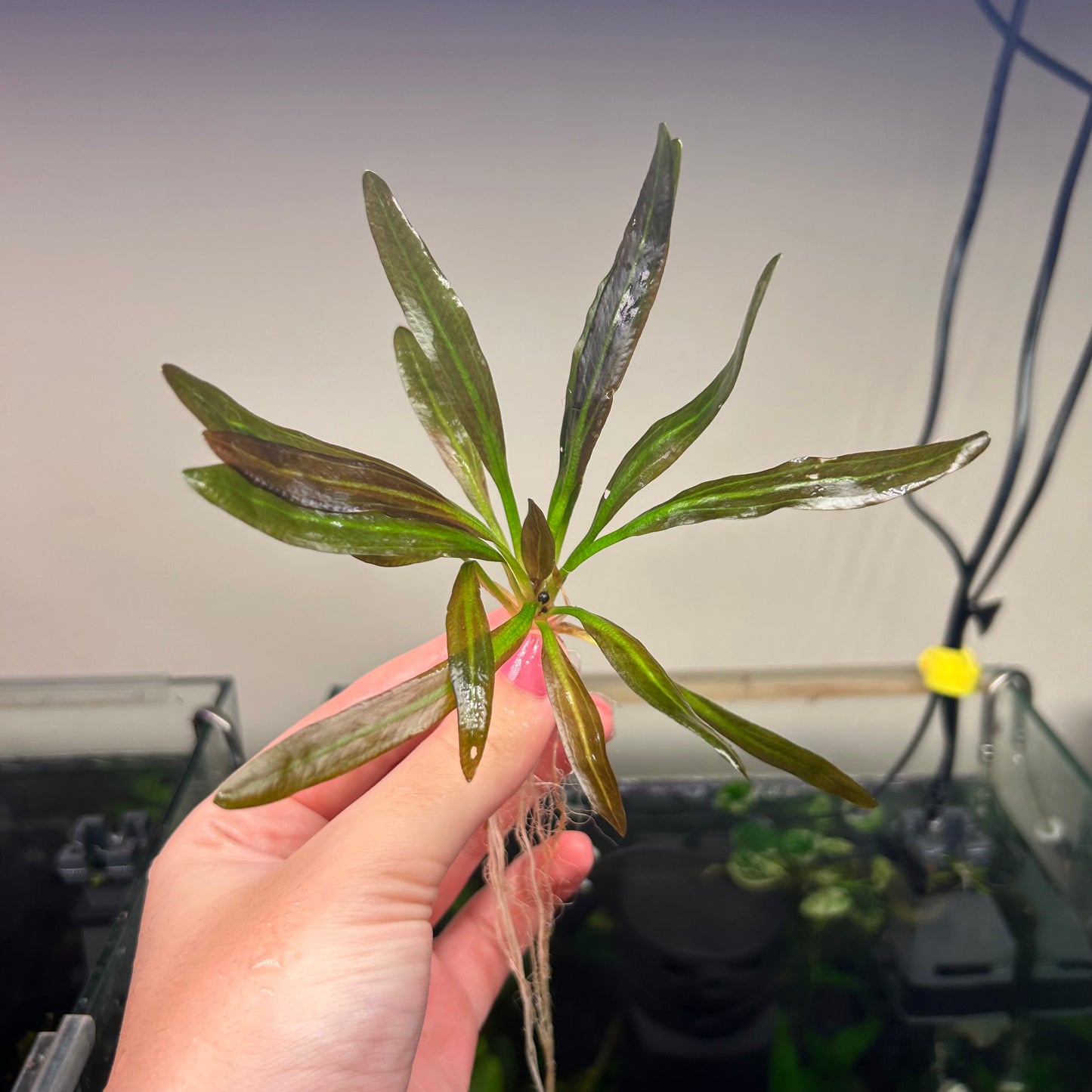 3x Echinodorus Red Rubin Special