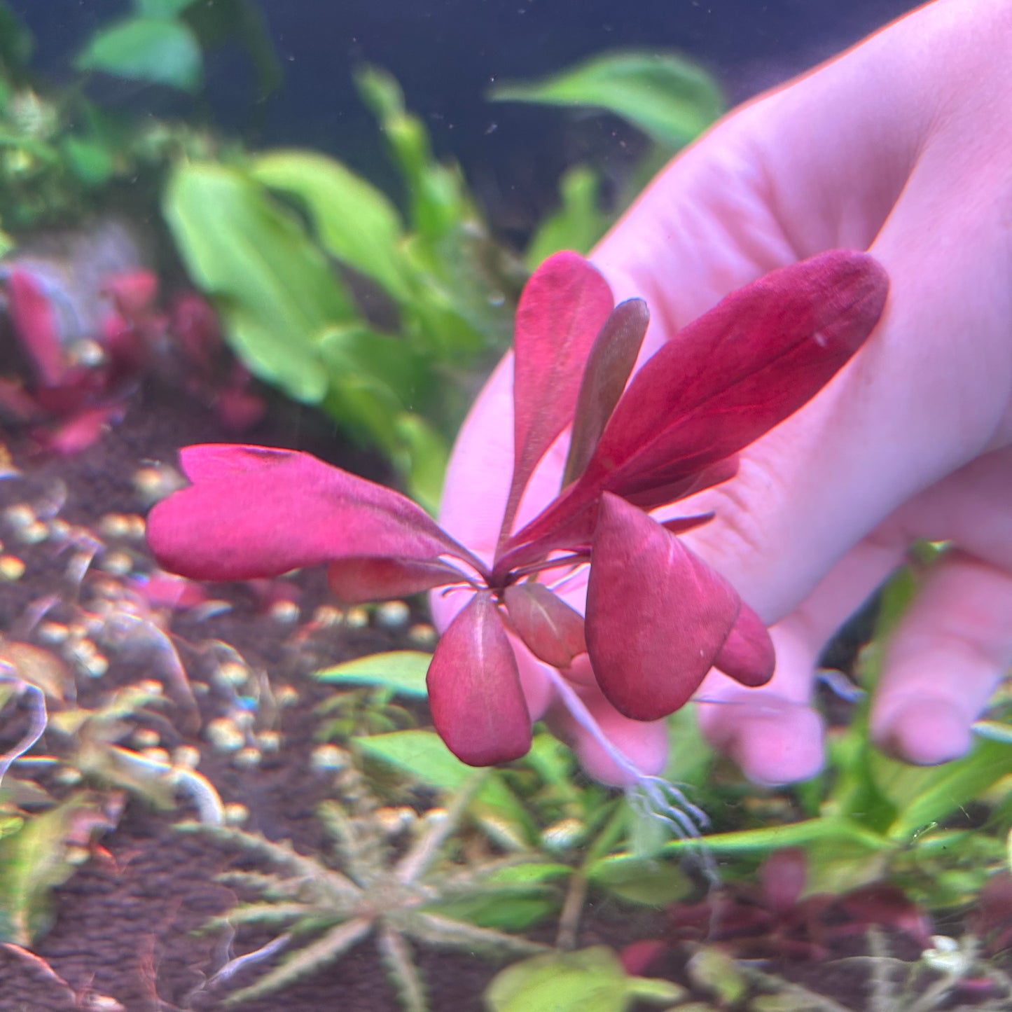 Red Lysimachia Parvifolia formerly Samolus Parviflorus - Aquarium Fish Tank Aquatic Plant