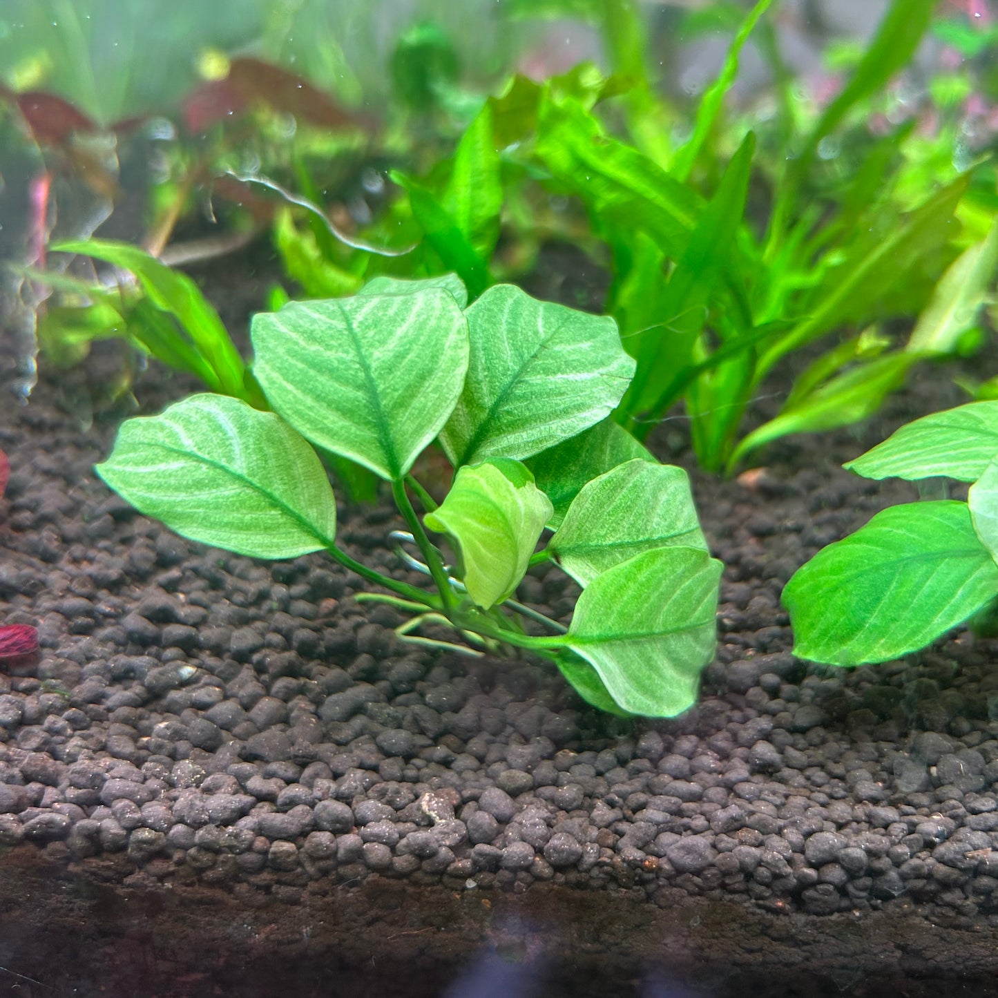 Anubias Broad Thai White Submersed grown Aquarium Fish Tank Plant RARE