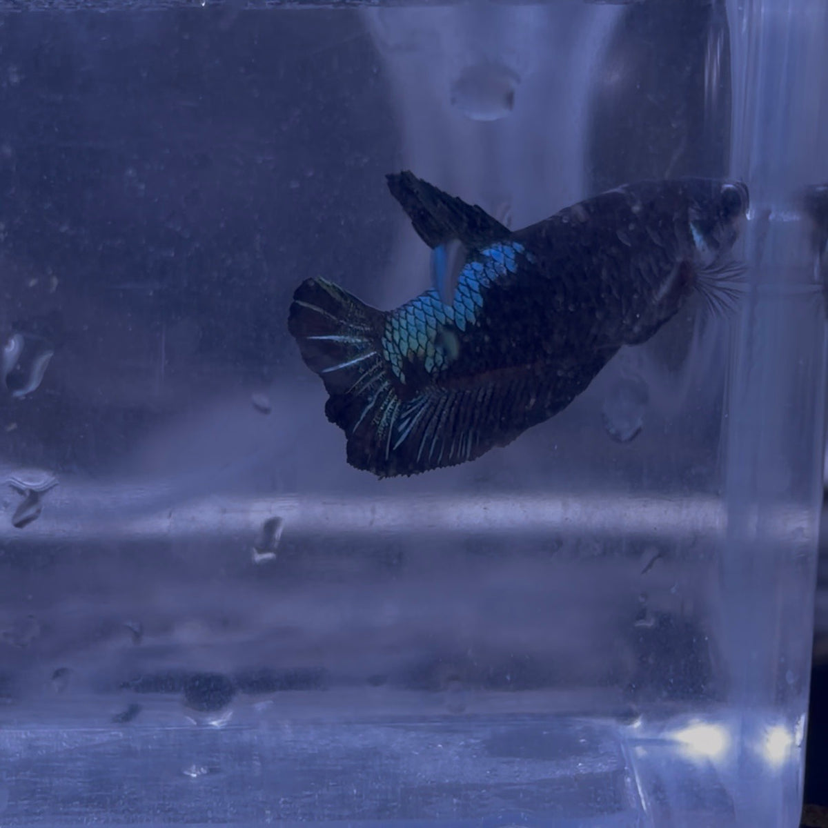 Halfmoon Avatar Betta Pair (A)