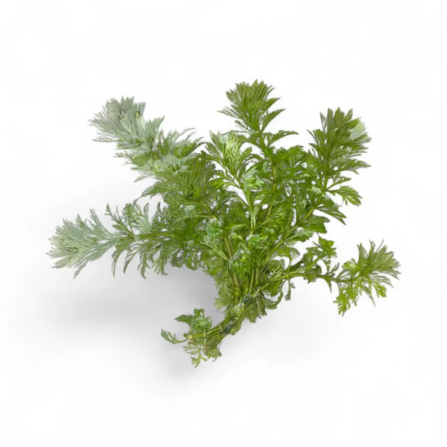 Ambulia Limnophila sessiliflora