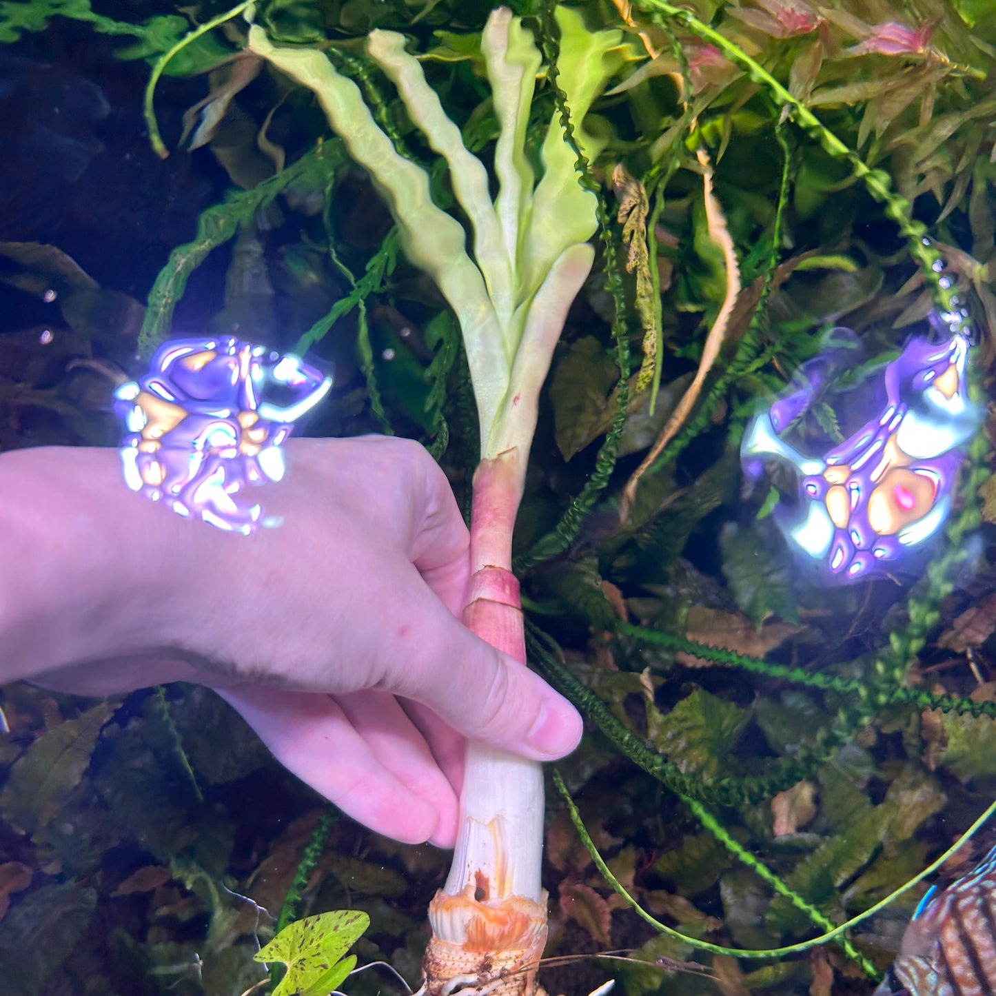 Crinum Thaianum - Aquarium plant RARE