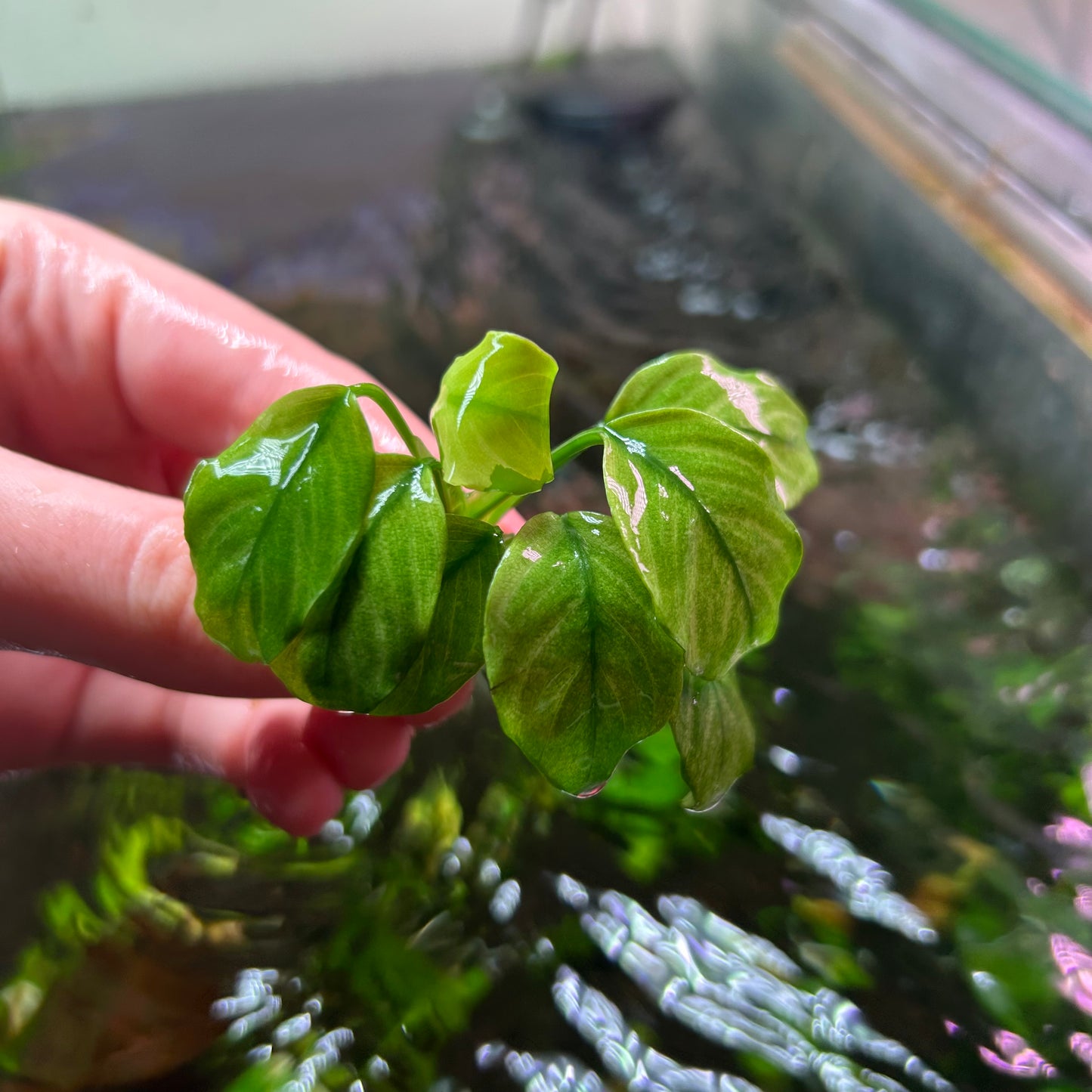 Anubias Broad Thai White Submersed grown Aquarium Fish Tank Plant RARE