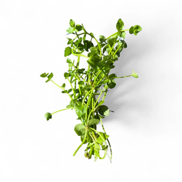 Lindernia rotundifolia