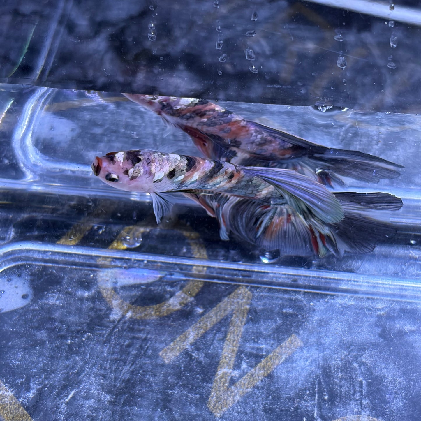 Giant Halfmoon Multicolour/Koi Male Betta 5-6cm (A)
