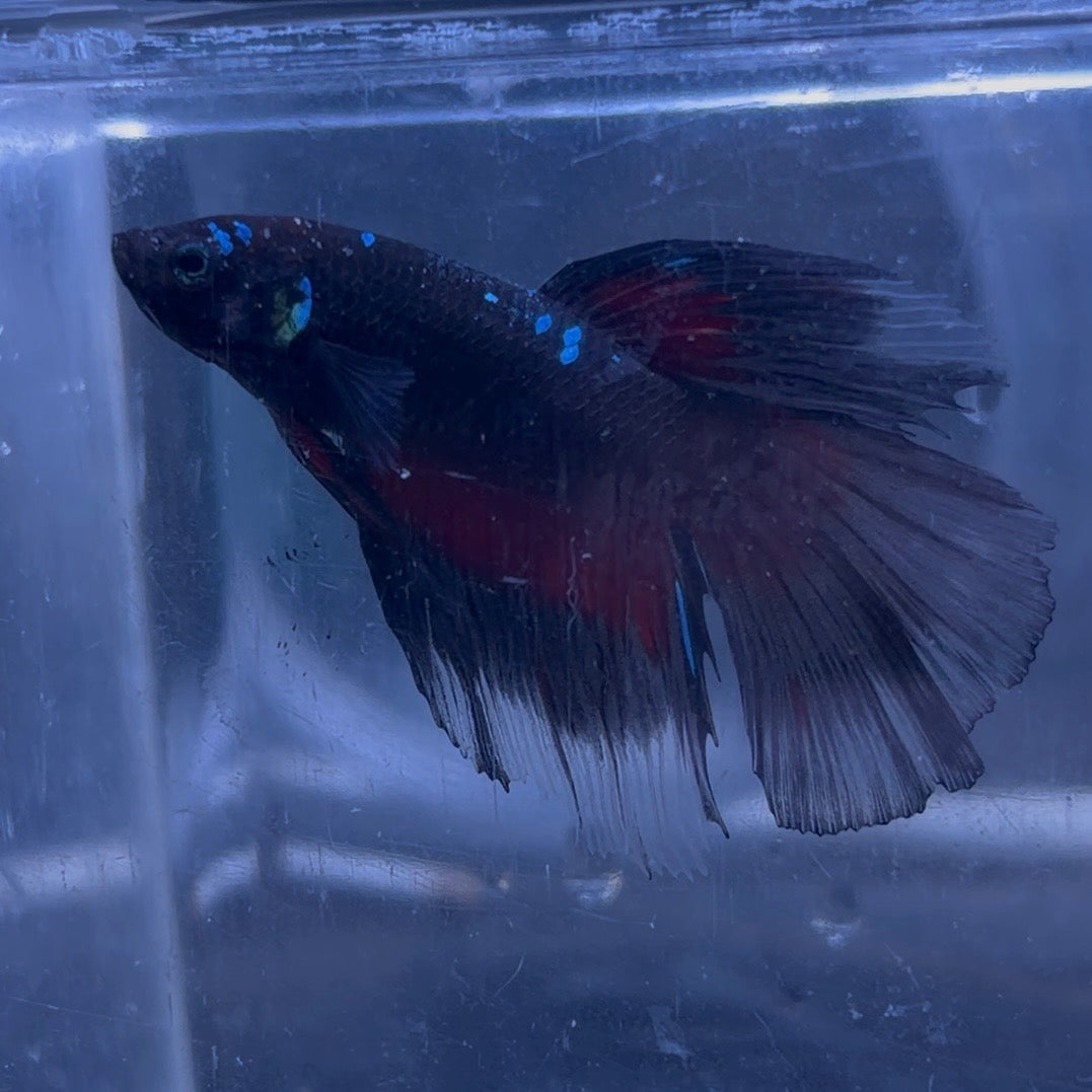 Halfmoon Avatar Betta Pair (C)