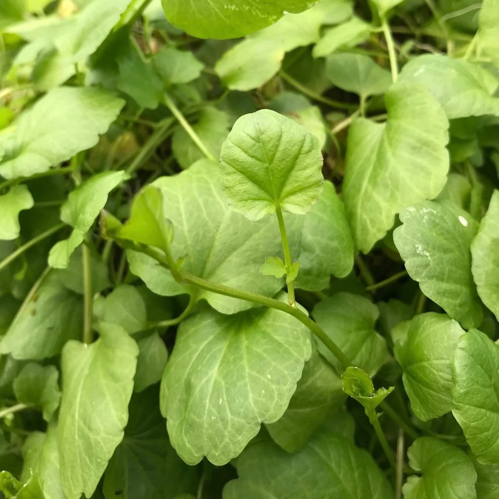 Cardamine lyrata