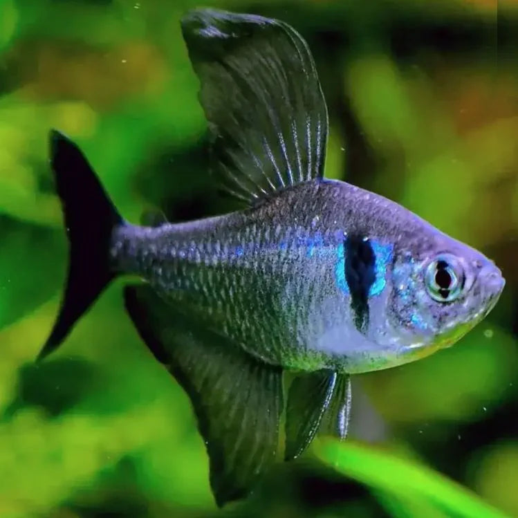 Black Phantom Tetra 2.5cm (Group of 10)