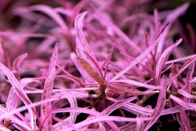 Hygrophila Sp Chai - Tissue Culture