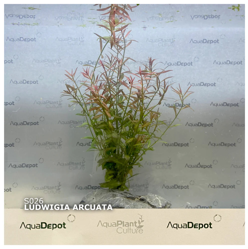 Ludwigia arcuata