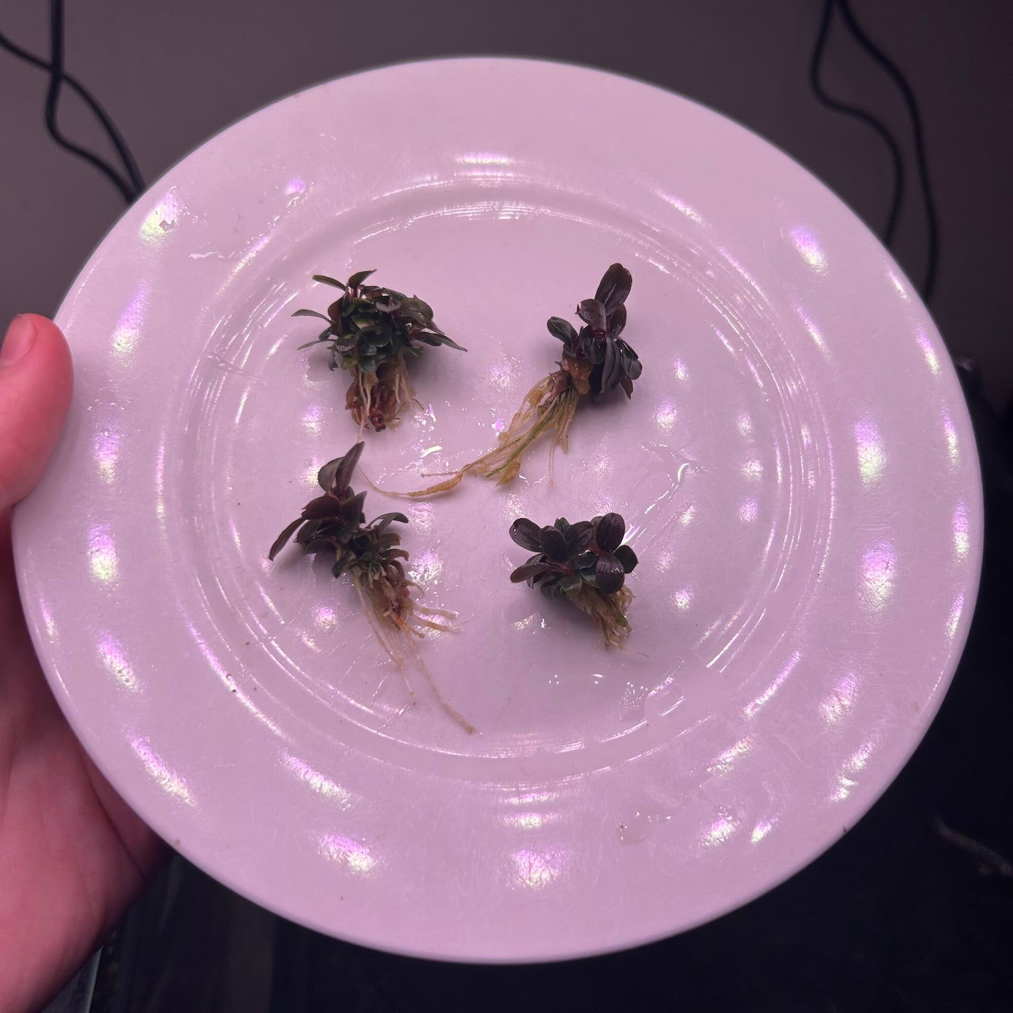 Bucephalandra Neo - Small Type Buce Emersed Grown Aquarium plant