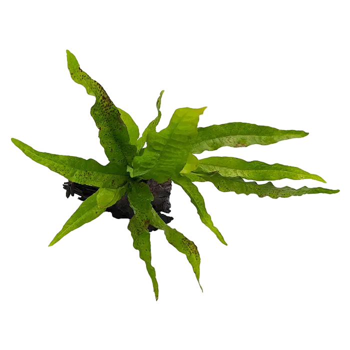Java Fern Microsorum Indo - Mini Driftwood