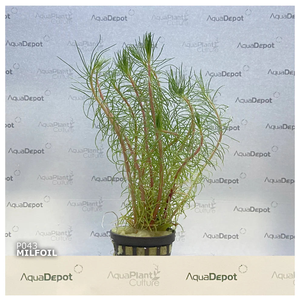 Myriophyllum papillosum ‘Red Milfoil’