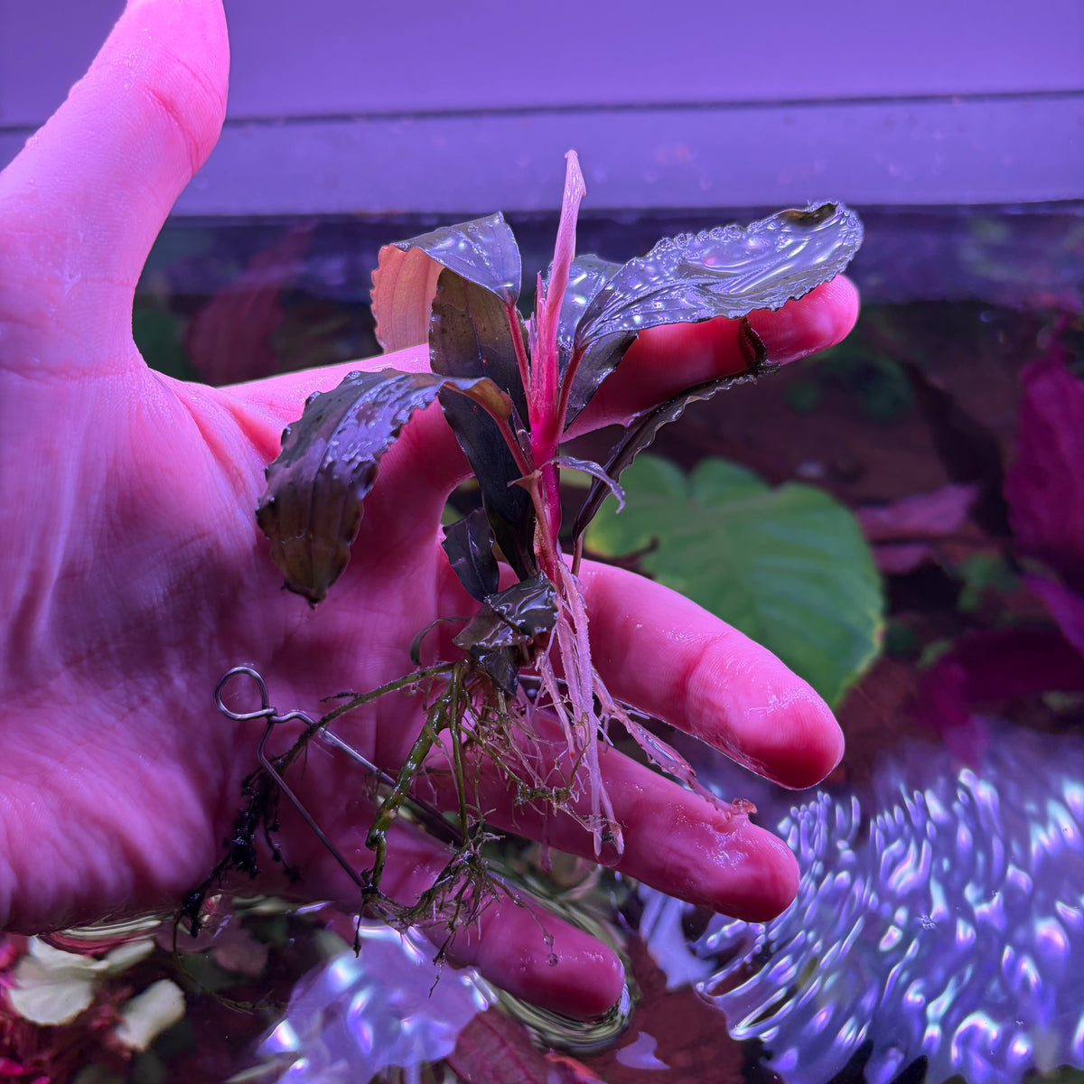 Assorted Bucephalandra