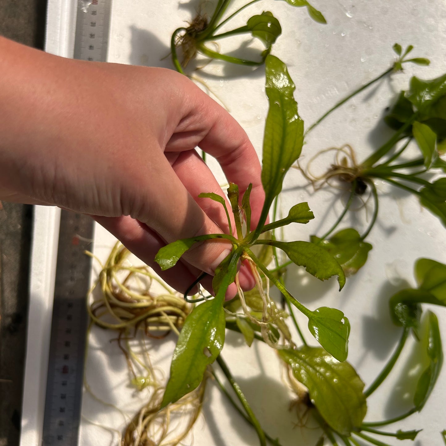 5x Assorted Mother Plant Echinodorus
