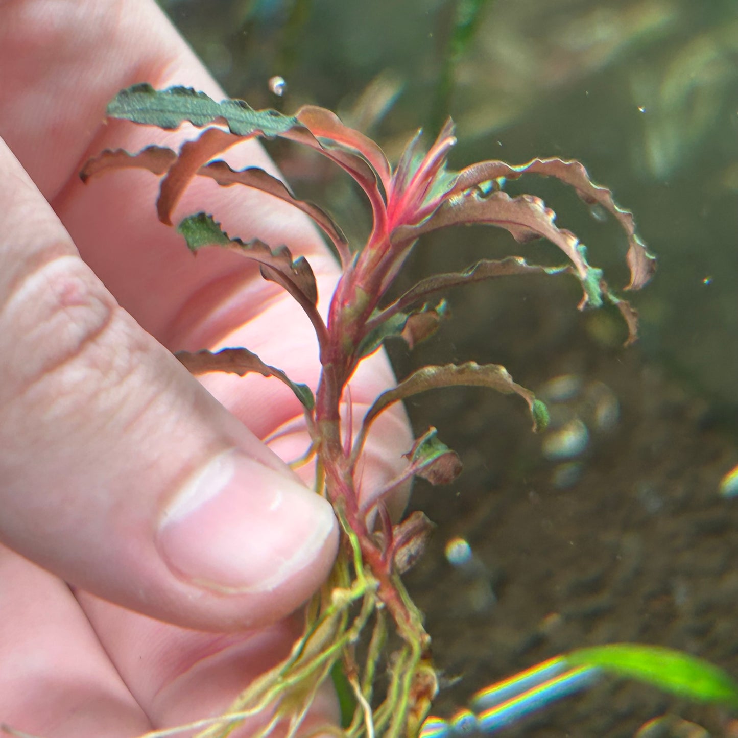 Bucephalandra Brownie Red Wrinkled Emersed Grown