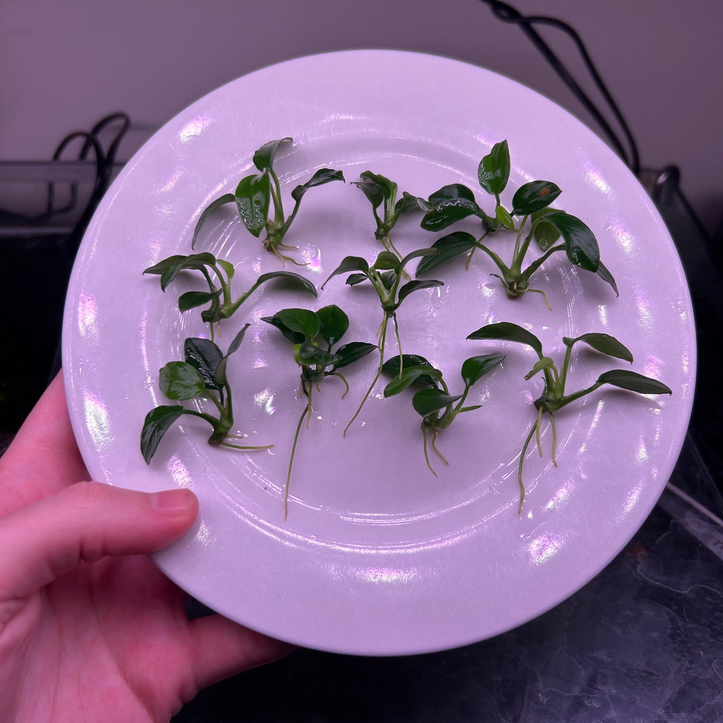 Anubias Barteri ‘Nana Petite’ - Aquarium Fish Tank Aquatic Plant
