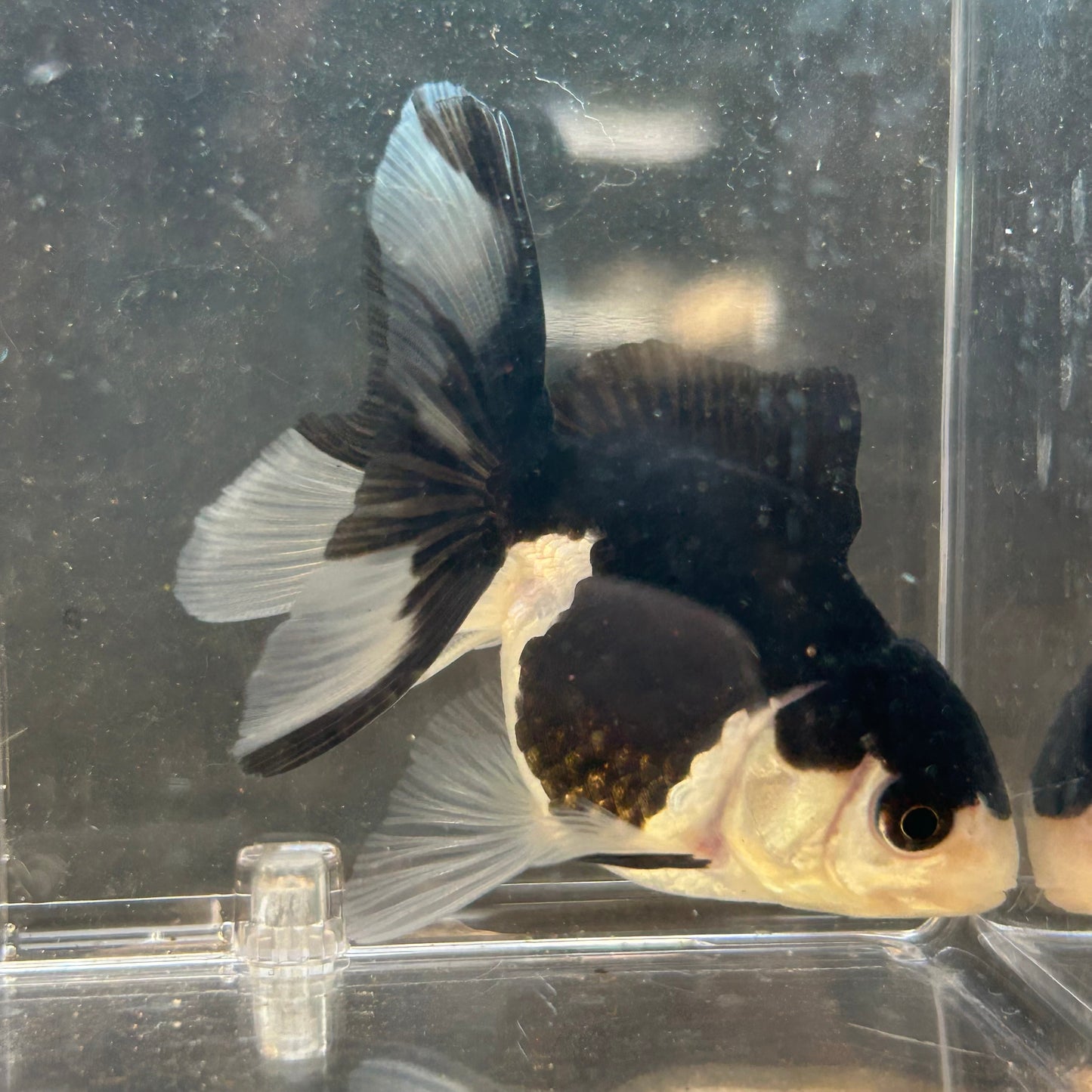 Panda Oranda Goldfish Carassius
auratus 7cm