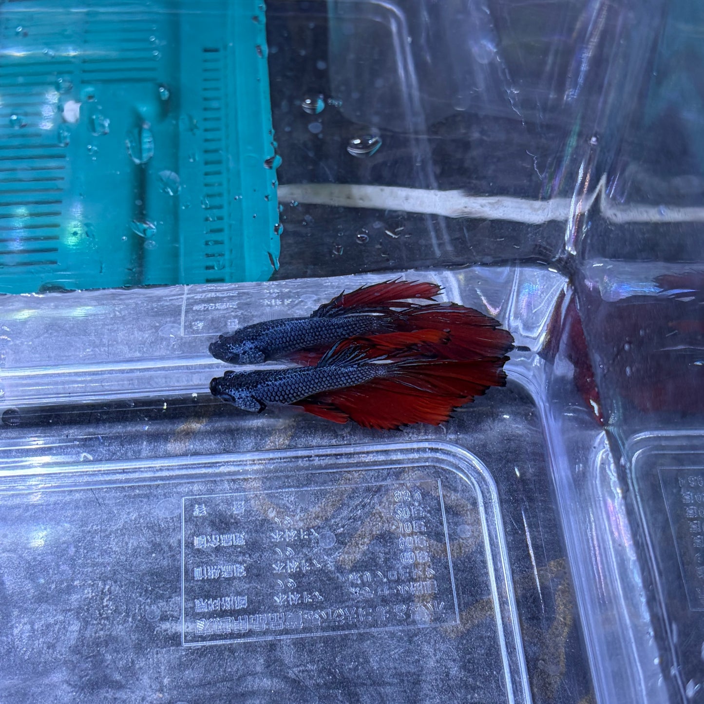 Super Delta Tail Male Betta 3.5cm (A)