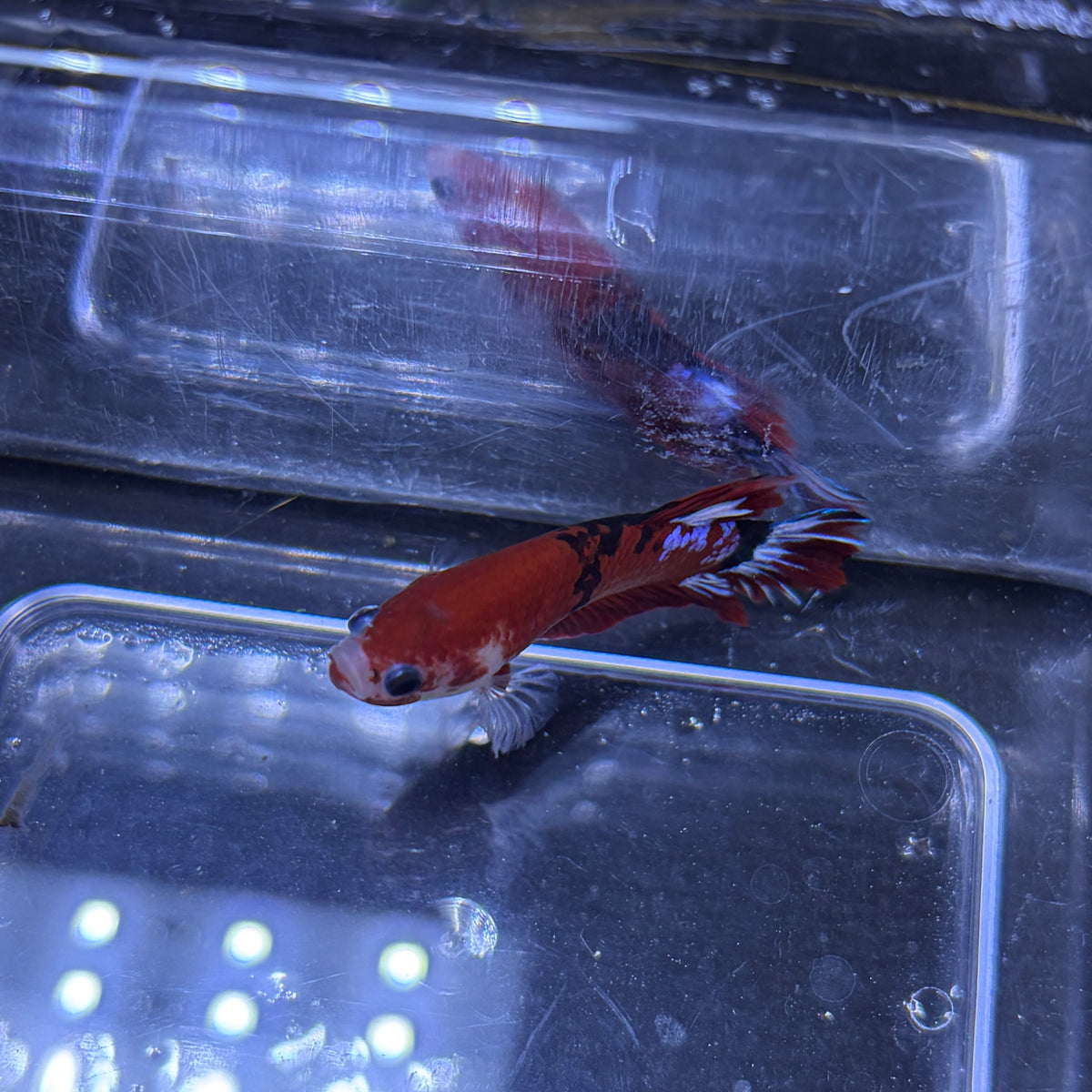 Red Hellboy Male Betta 3.5cm (F)