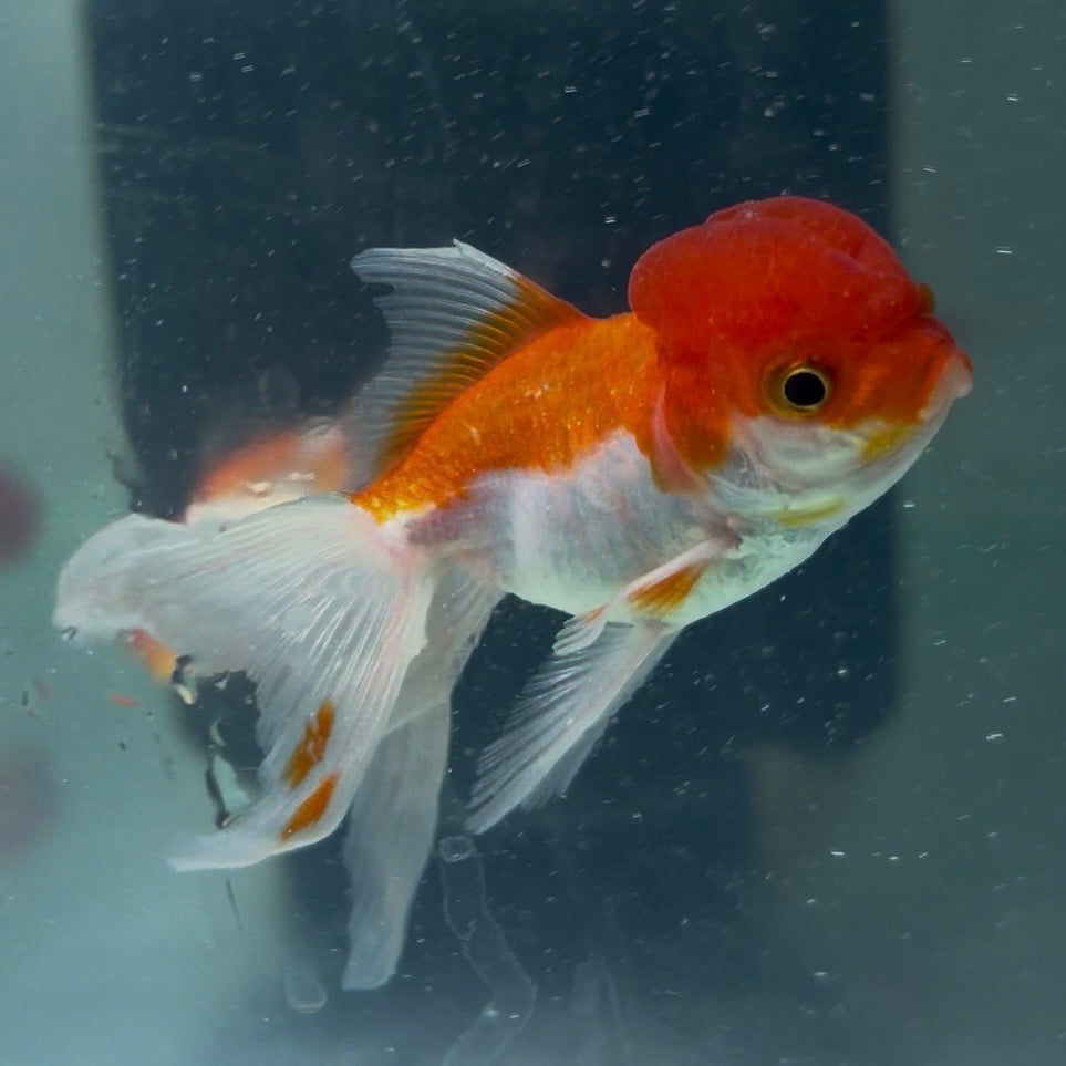 Red & White Oranda Goldfish Long Tail 6cm