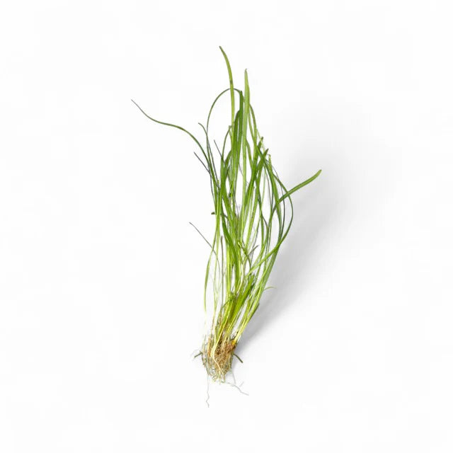 Sagittaria subulata ‘Dwarf Sag’