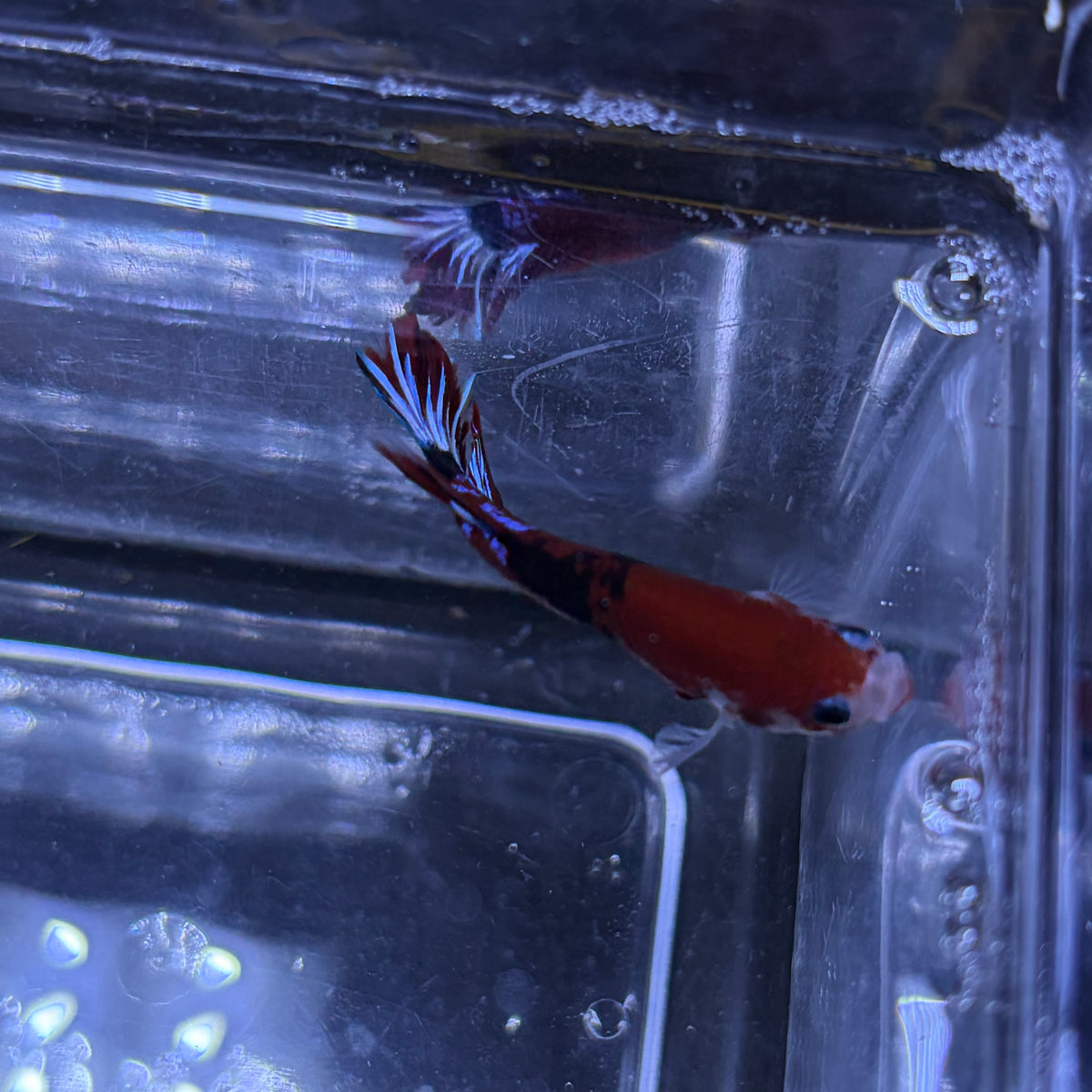Red Hellboy Male Betta 3.5cm (F)