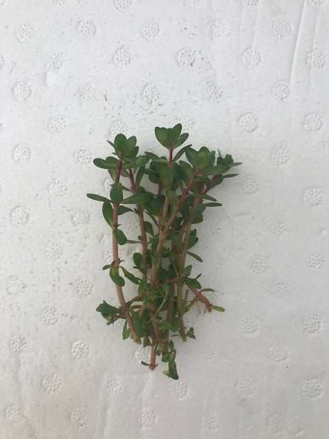 Rotala indica bonsai