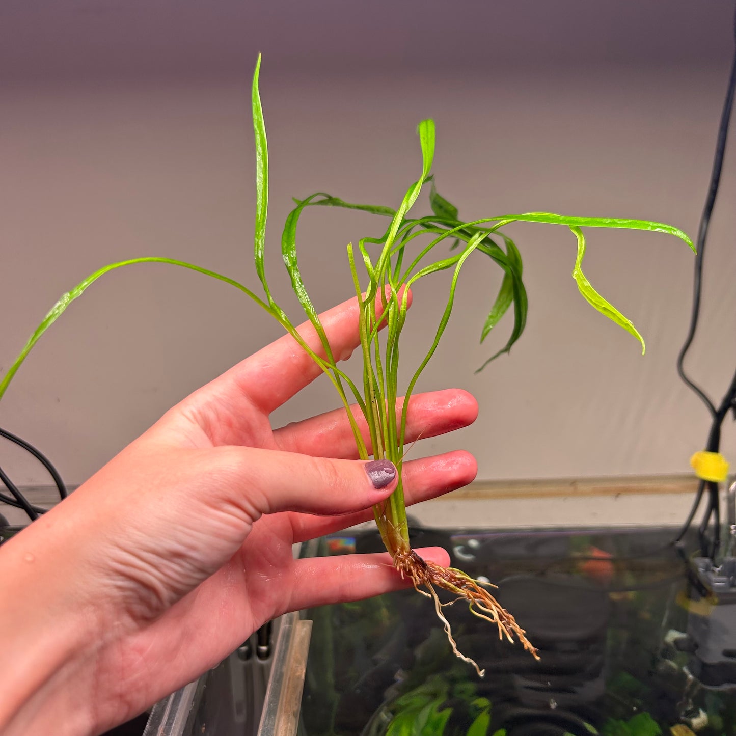 Echinodorus vesuvius ★