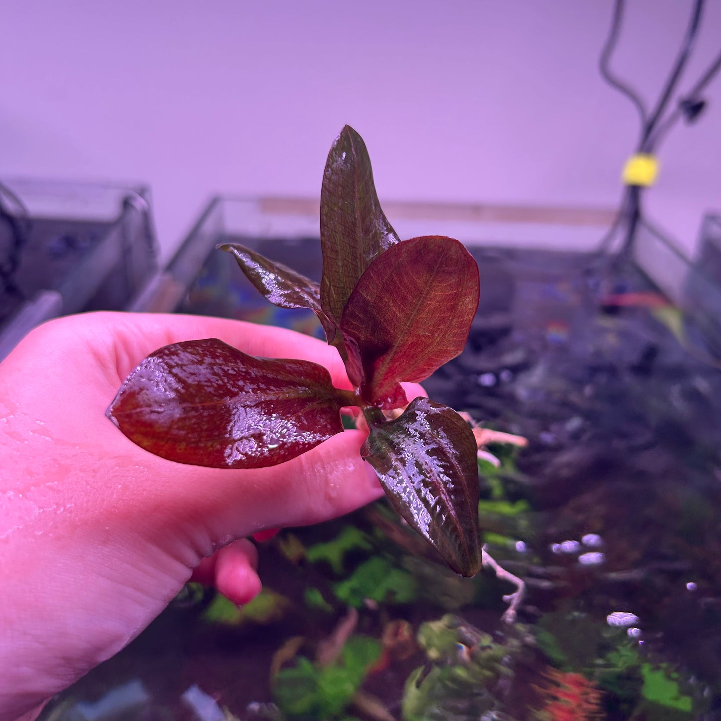 Echinodorus Hadi Red Pearl