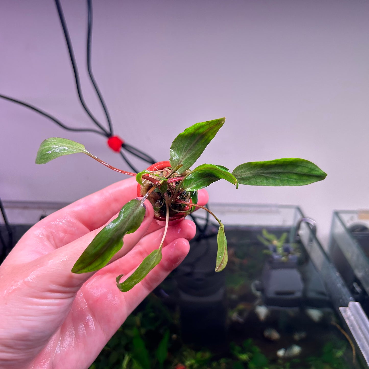 Assorted Cryptocoryne Potted 3cm Terracotta Pot ★