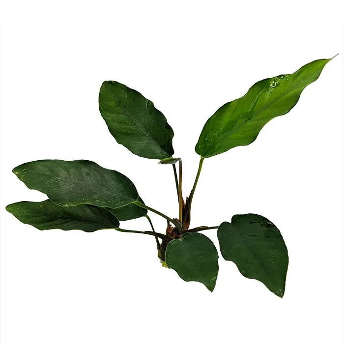 Anubias Isabelle