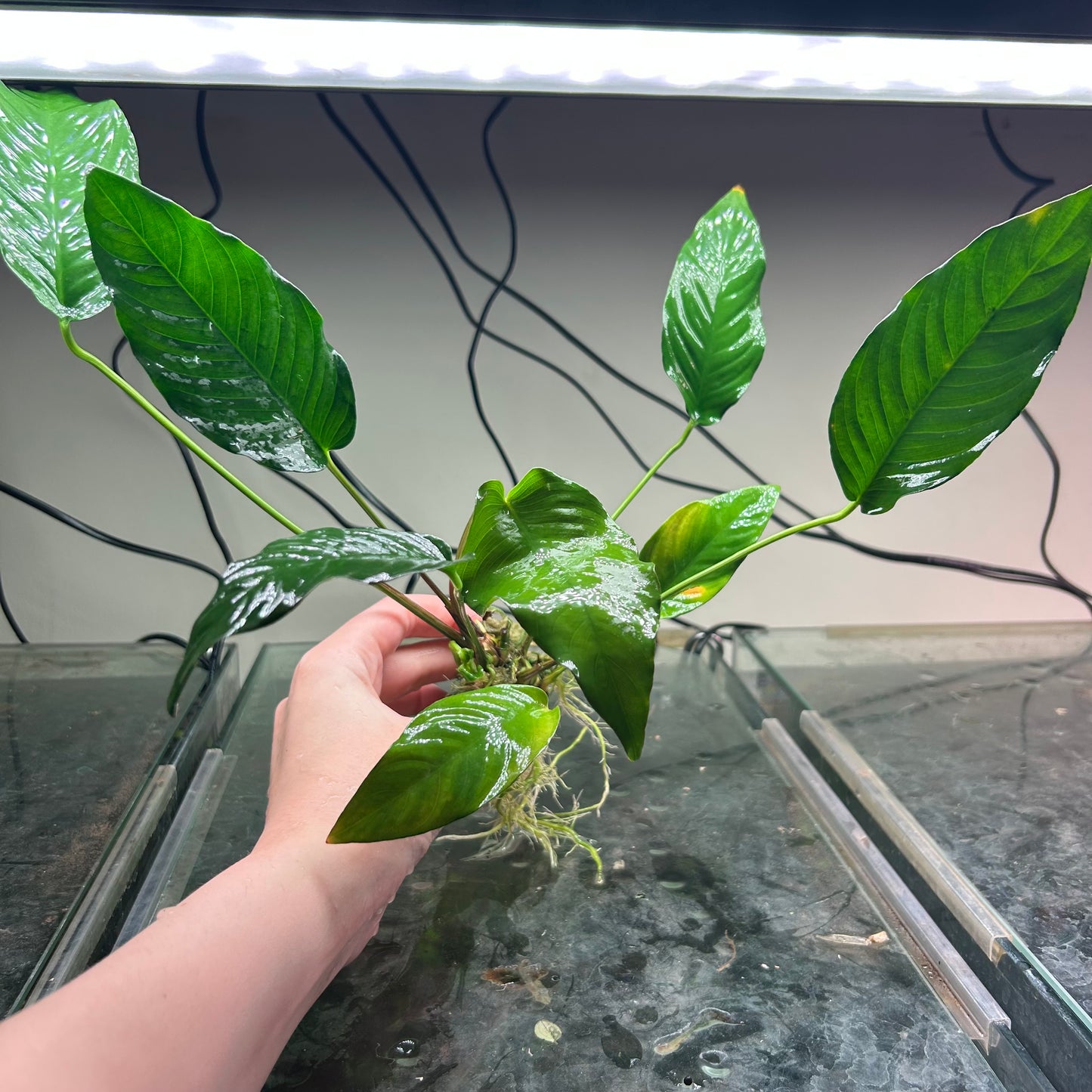 Assorted Anubias - Emersed Grown
