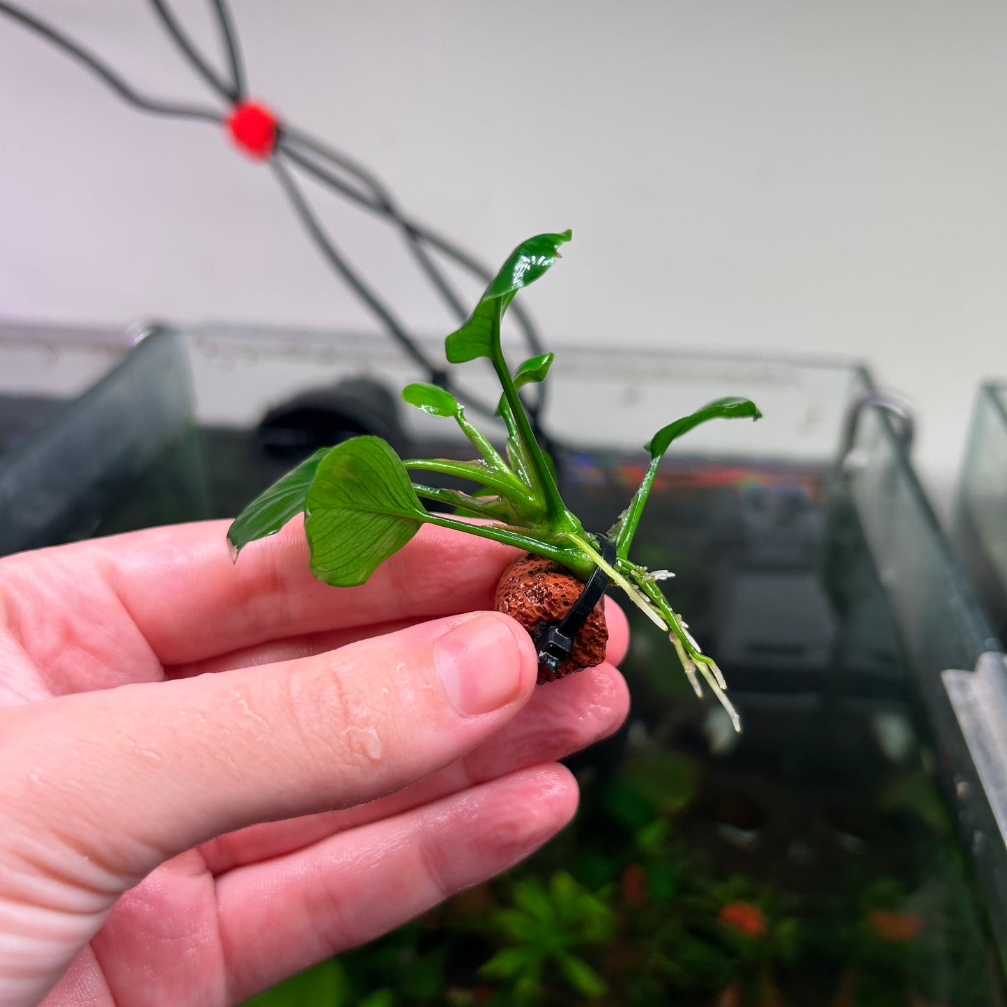 Anubias Panda Coin Reverted 2 for $90