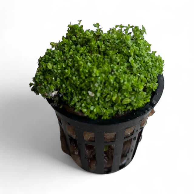 Hemianthus callitrichoides "HC Cuba”