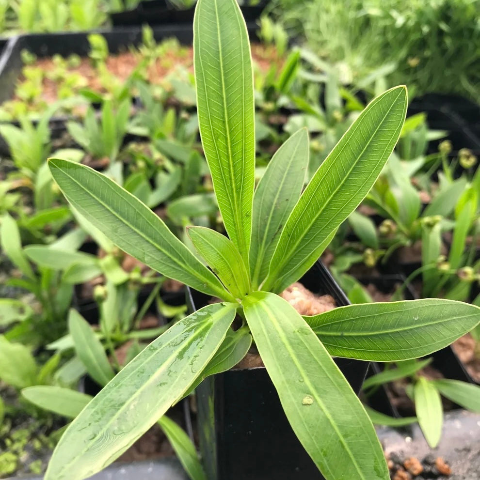 Echinodorus horemanii Green Horemanii