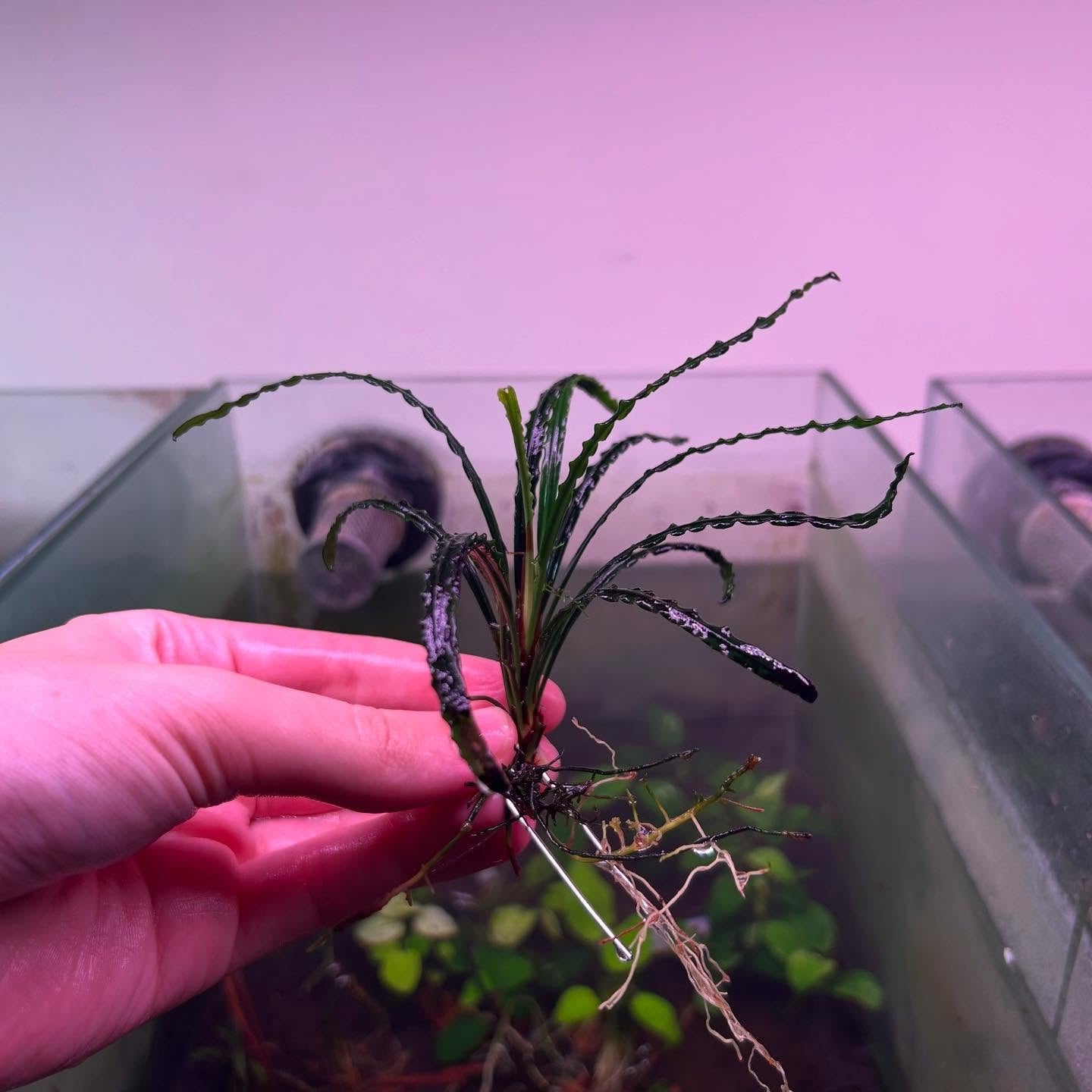Fenestratum Mulyadi Submersed grown aquarium fish tank plant RARE