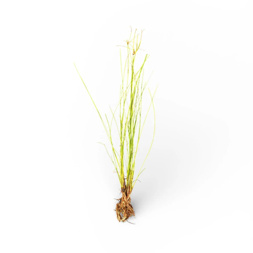 Eleocharis vivipara umbrella hair grass