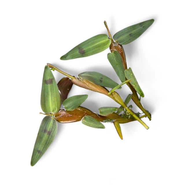 Floating Bamboo Hygroryza aristate