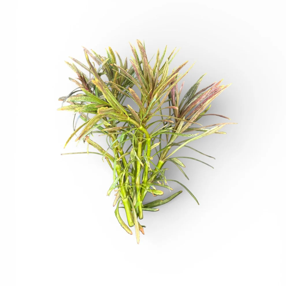 Eustralis Stellata Pogostemon stellatus