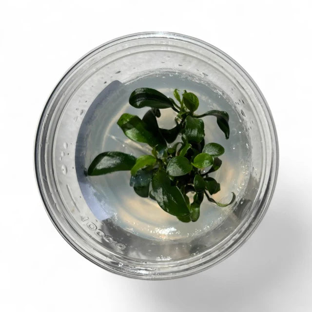 Anubias Nana Petite - Tissue Culture